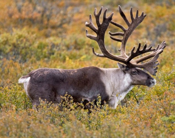 moose in a field