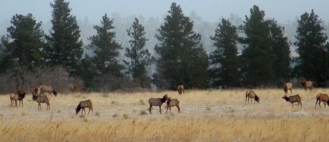 wildlife in a field