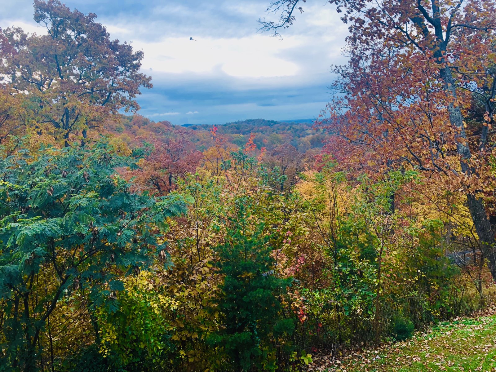view of the woods during fall