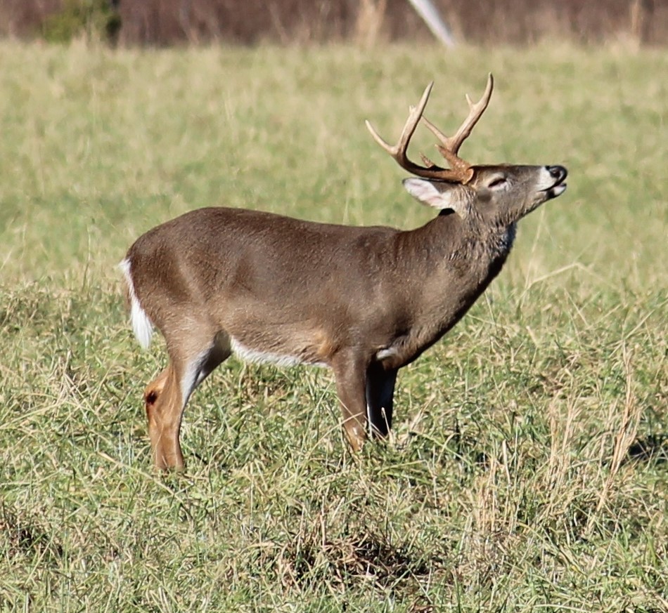 Deer standing in a field