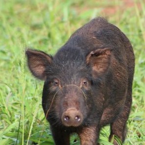 Feral pig