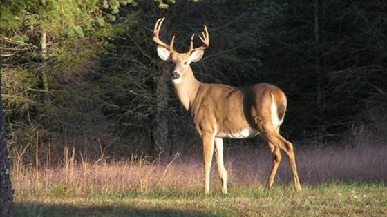 Deer standing in the woods