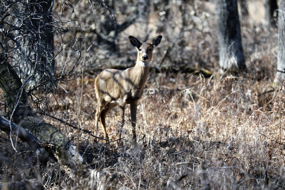 Missouri Hunting