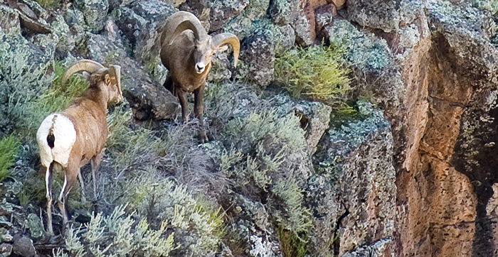 BigHorn Sheep