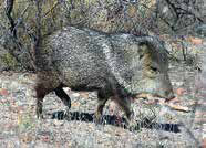 Javelina