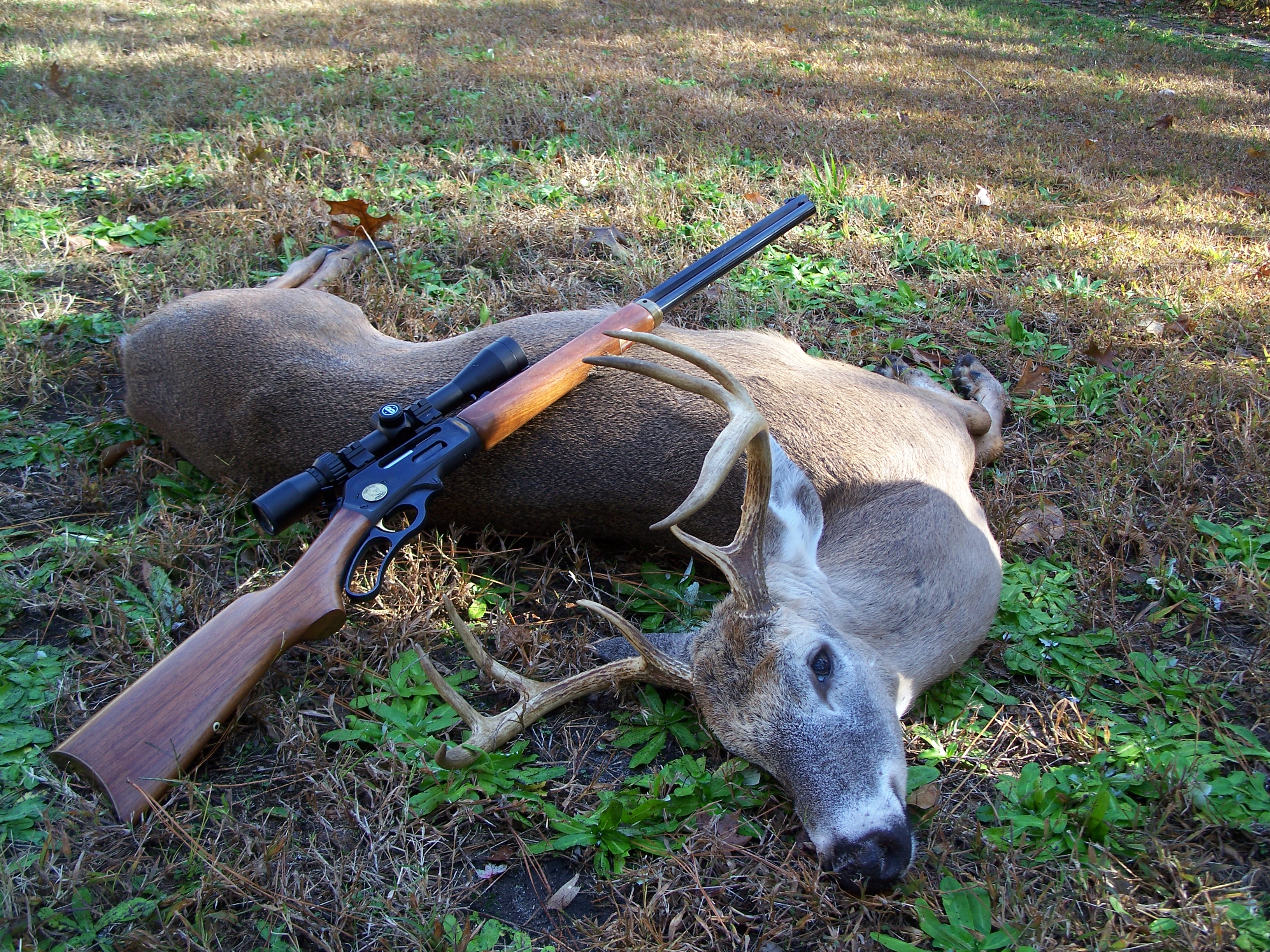 deer with rifle propped on it