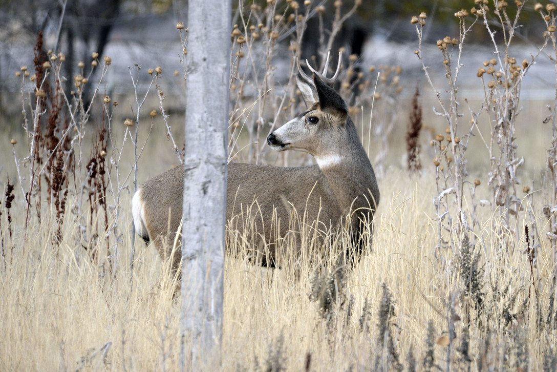 Deer standing in a field