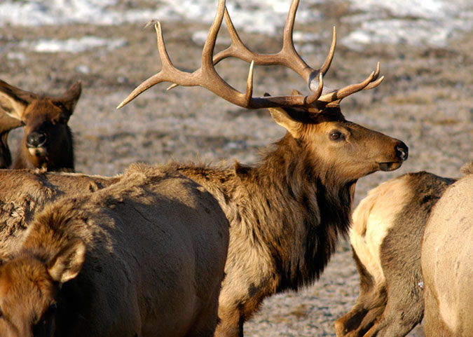 Elk standing in a field