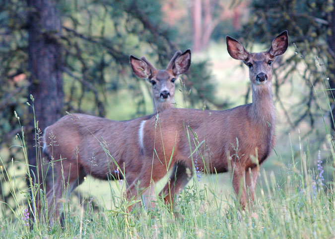 Mule Deer hunting