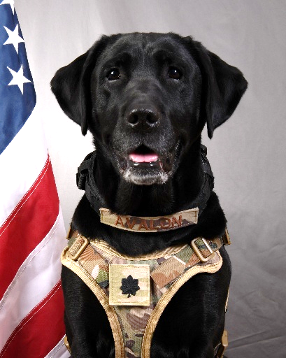 Avalon, DoD Therapeutic Support Dog