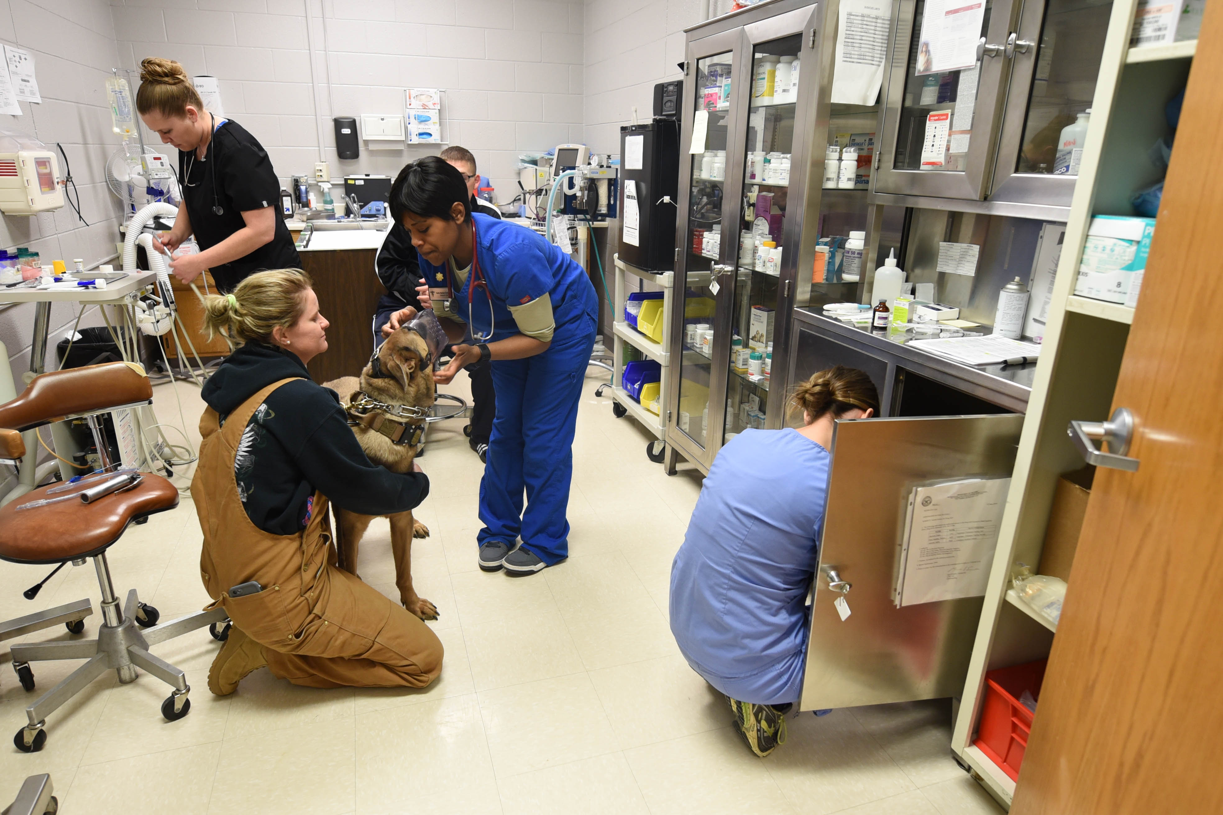 vet checking a dog