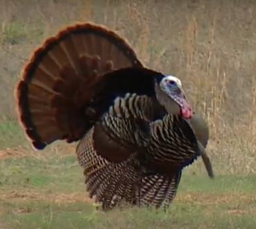 wild turkey in a field