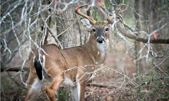 Deer in the woods