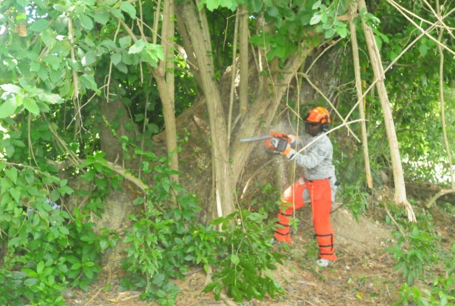 man cutting trees