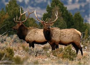 Elk standing in a field