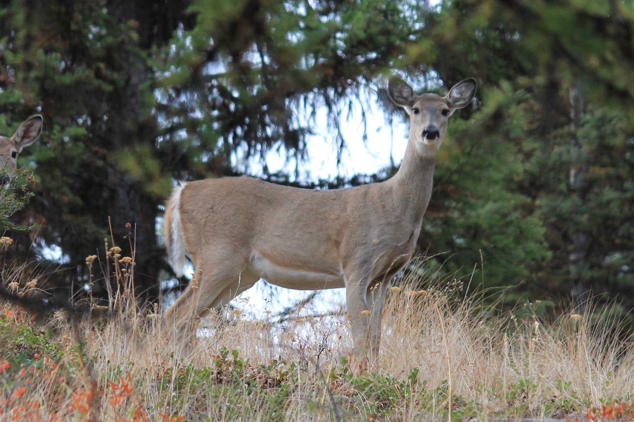 Deer standing in the woods